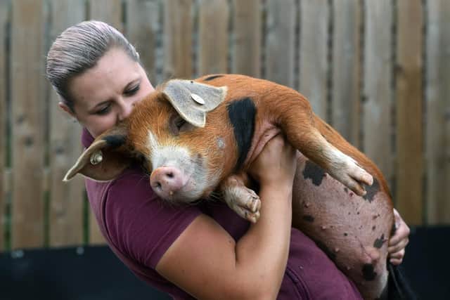 Sledmere Estate Farm is running an event called Down On The Farm, on 8th September. Pictured is Laura Clark with one of the Oxford Sandy & Black pigs. Picture by Jonathan Gawthorpe.
