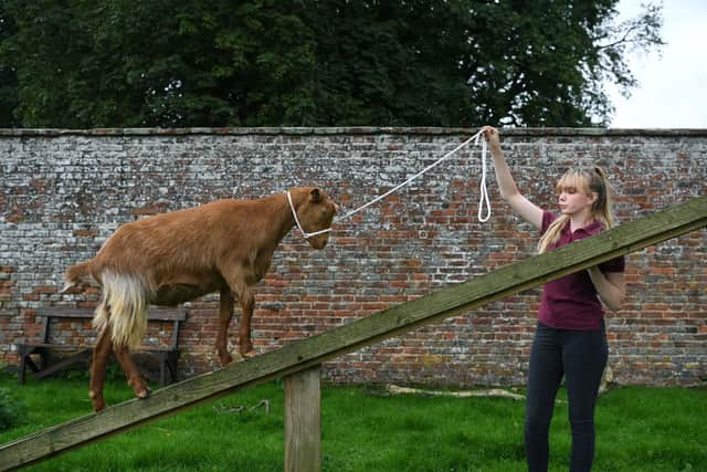 Lorna Yates with one of the Golden Guernsey goats at Sledmere Estate Farm. Picture by Jonathan Gawthorpe.