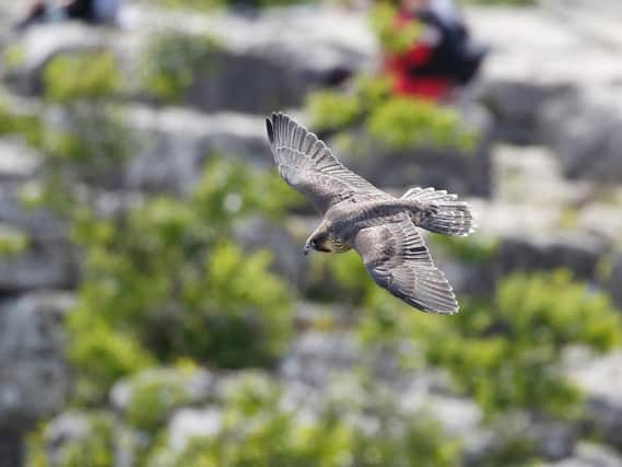 One of the young peregrines that fledged at Malham Cove this summer. Picture by Dave Dimmock/YDNPA/RSPB.