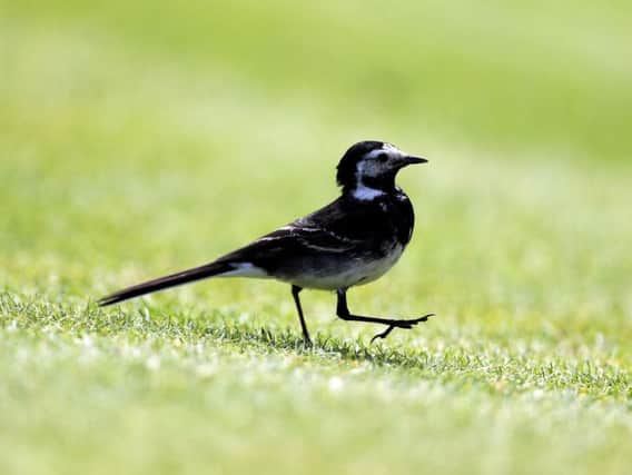 A pied wagtail. Picture by Richard Sellers/PA Wire.