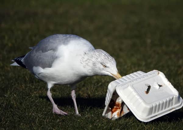 Research on seagulls is among this reader's bugbears.