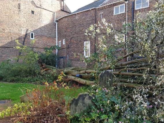 The huge tree fell down in the medieval church's graveyard