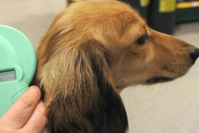 Even though many dogs carry microchips, should a licence system be introduced?
