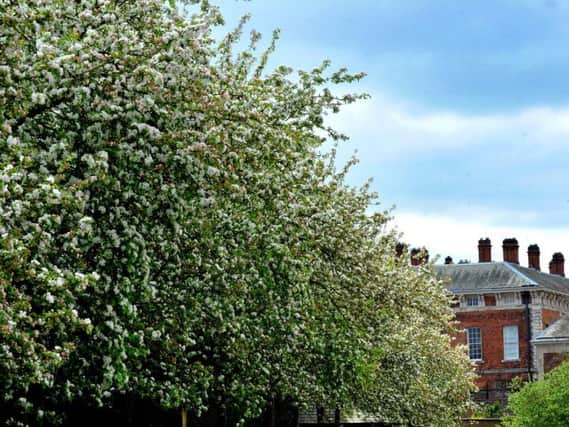 Crab apple tree blossom lining the avenue leading to Beningbrough Hall near York. Picture by Gary Longbottom.