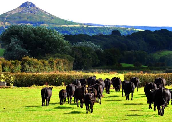 BEST OF BREEDS: Some of the Aderdeen Angus herd head across the fields at Treebridge Farm with Ropseberry Topping in the background.