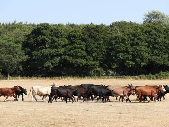 Bigger hedgerows, precision delivery of fertilisers and improving the health of cattle and sheep are among plans farmers have for slashing greenhouse gases. PA Photo.
