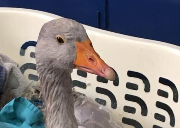 Have a gander: One of the injured geese on the road to recovery.