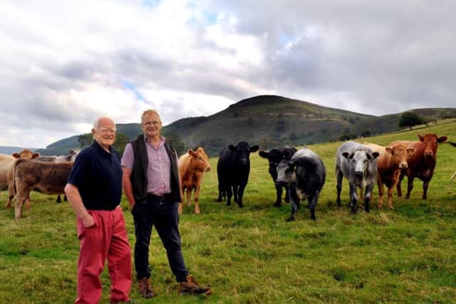 John Seymour (left) President of Stokesley Show and Tom Seymour his son on Dromonby Farm at Kirkby in Cleveland with some of their Blue Grey X Aberdenn Angus, Blue Grey x Blond cattle in the shadow of the Cleveland Hills.