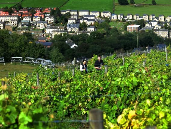 Tom Whitehouse and Ellie Smith among the vines at Holmfirth Vineyard