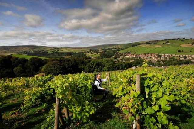The vineyard is the highest in Britain