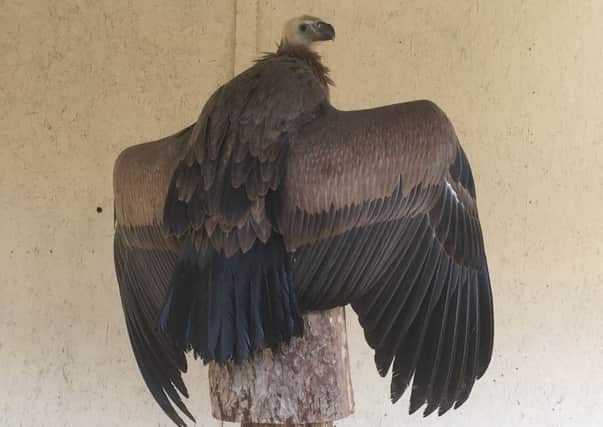 The griffon vulture bred in Helmsley