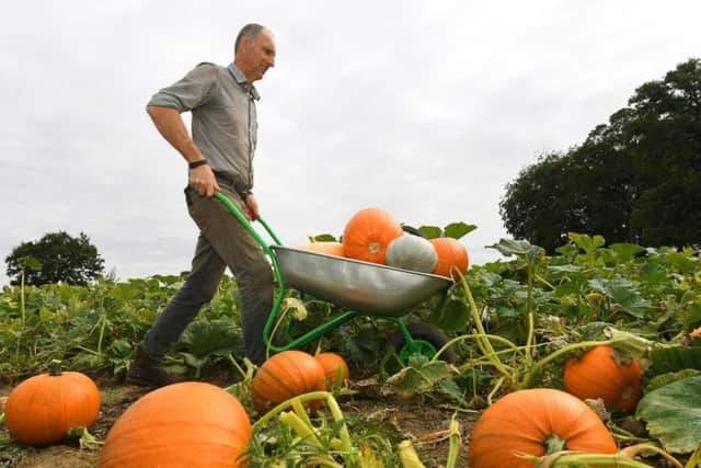 David Barker in the Lodge Farm pumpkin patch