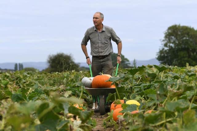The Barkers are beginning to harvest their pumpkin crop