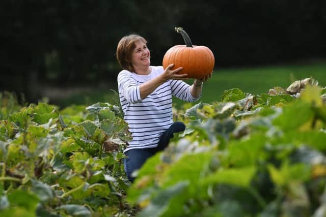 Caroline Barker picking pumpkins