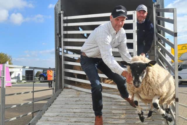 Andrew Fisher grabs a 'flying' Mule sheep being unloaded ready for Countryside Live in October 2018. Picture by Gary Longbottom.