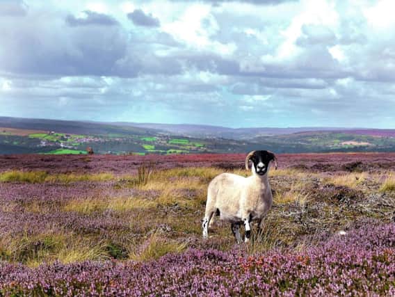 The North York Moors National Park looking towards Grosmont.