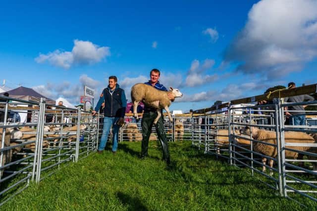 Freddie Harrison, of West End, Summerbridge, near Harrogate, carrying one of his Texel sheep at Nidderdale Show in Pateley Bridge. Picture by James Hardisty.
