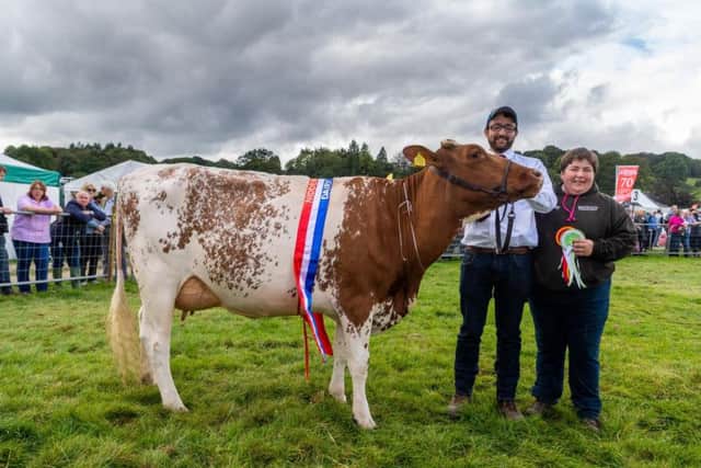 Tom Saxby and Wendy Young with their Dairy Shorthorn, Churchroyd Heather 107, owned by I R G Collins & Partners in Dewsbury and named supreme dairy champion at Nidderdale Show. Picture by James Hardisty.