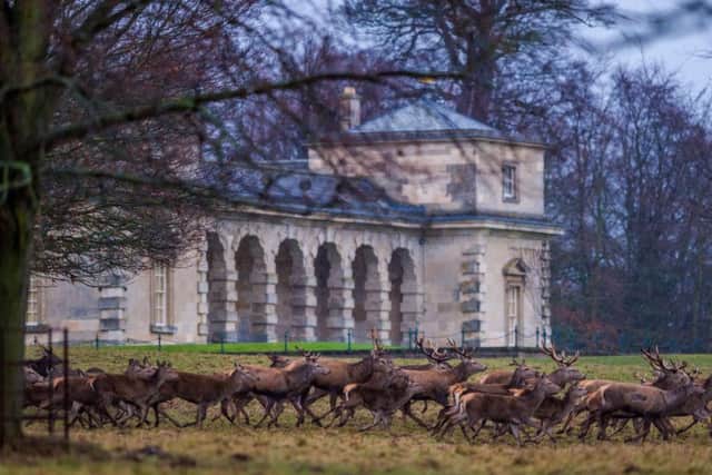 The deer herd at Studley Royal