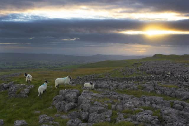 Yorkshire Dales. Picture: Tony Johnson.