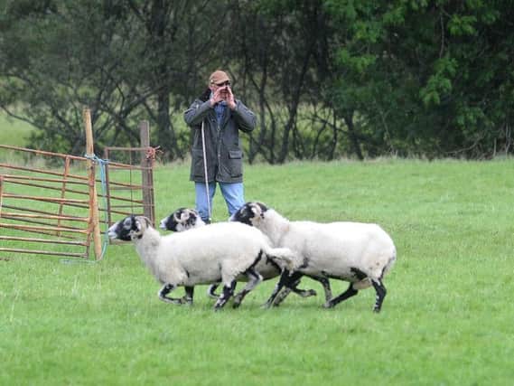 Harry Hutchinson has more than 50 years experience as a sheep trials handler.