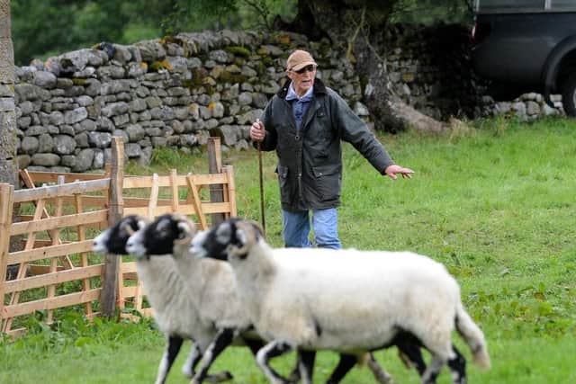Harry working with some of his sheep.