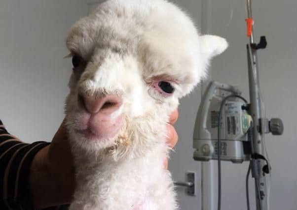 Julian Norton had another alpaca in the surgery this week.