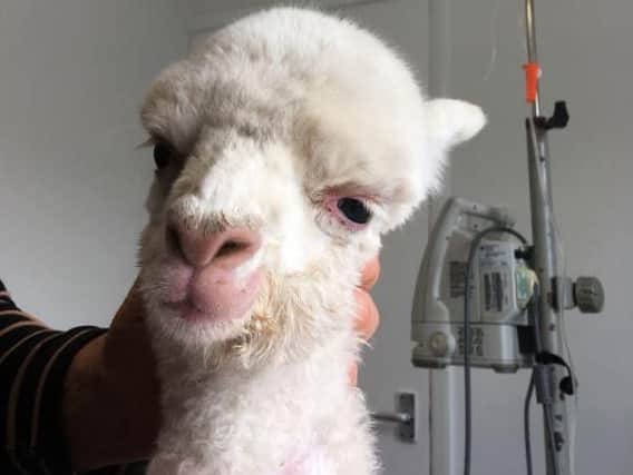 Julian Norton had another alpaca in the surgery this week.