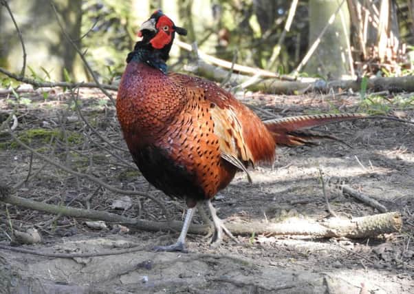 Would increased consumption of game - includingpheasants - help the fight aginst climate change?