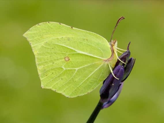 A Brimstone butterfly Picture: Iain H Leach