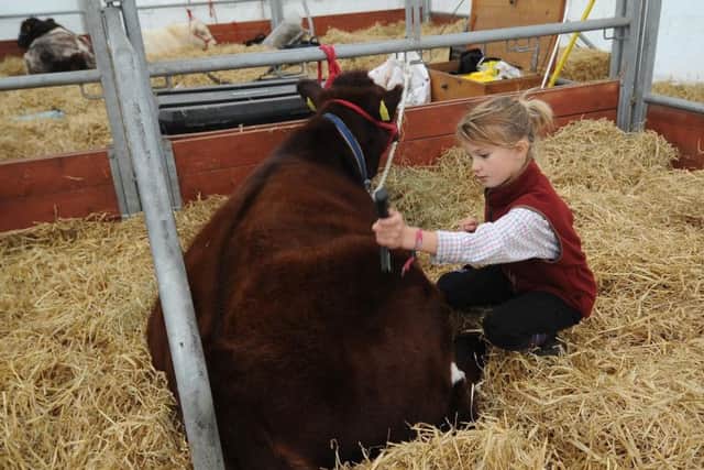 Jessie Barker, aged eight from Kirkbymoorside, pictured with her Beef Shorthorn named Matilda at Countryside Live in Harrogate. Picture by Simon Hulme.