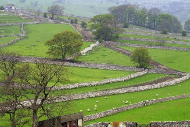 Drystone walls  in the Yorkshire Dales near Malham Picture: Gary Longbottom