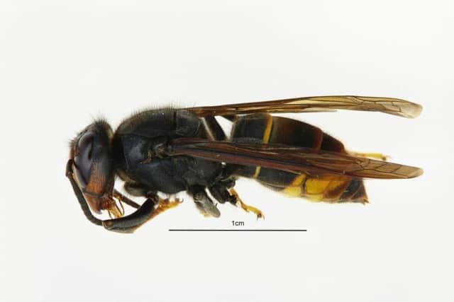 An Asian hornet. Pic: PA