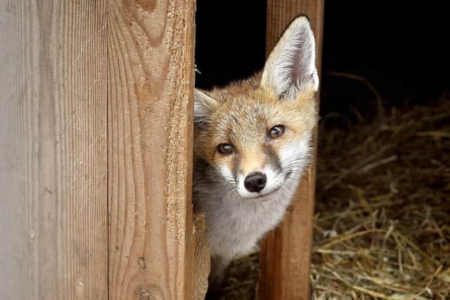 A fox at the Whitby Wildlife Sanctuary.
