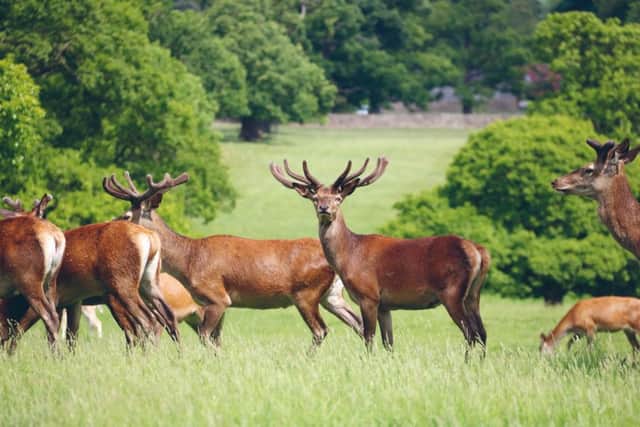 Glorious Game Yorkshire Stag in  Deer Park Picture: Miles Cook