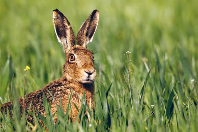 Brown hare by Mike Lane Getty Images/iStockphoto