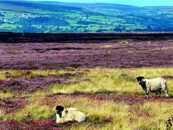 Welcome to Yorkshire will not be involved in an ongoing marketing campaign for the North York Moors this year because of concerns about their financial position. Picture: Gary Longbottom