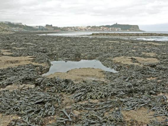 Wrack seaweed on the South Bay in Scarborough. Picture by Tony Johnson.