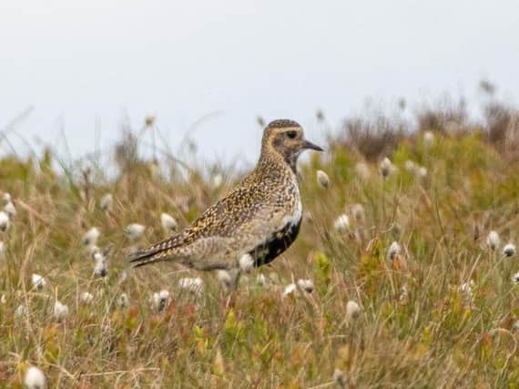 A golden plover, a species that has seen its numbers increase in the Peak District National Park according to the findings of a new survey. Picture by Moors for the Future Partnership.