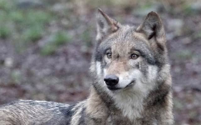 A wolf is pictured at its enclosure at a wildpark in Eekholt near Itzehoe, northern Germany, on January 16, 2019.  Picture: CARSTEN REHDER/DPA/AFP