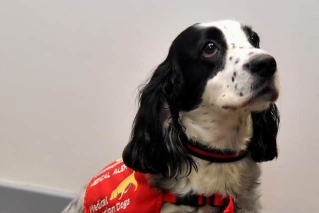 Clive, the medical assistance dog who saves his owner's life every day.