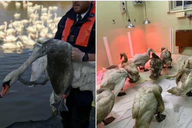 A number of swans have had to be rescued in South Yorkshire after flooding caused an oil spill. Credit: RSPCA