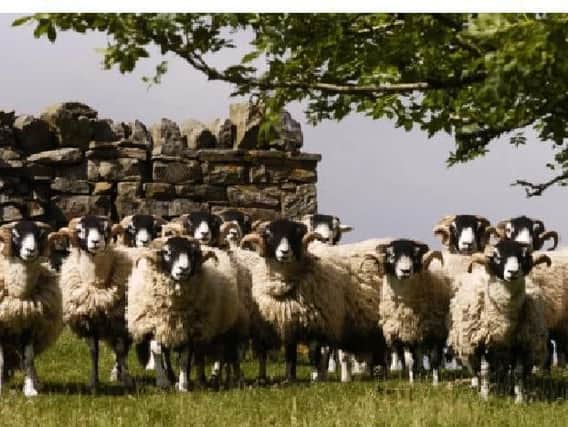 Police are appealing for information after six sheep were killed and a cow attacked in North Yorkshire.