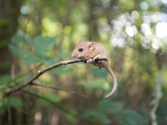 Dormice are under threat