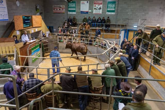 Date: 19th November 2019.
Picture James Hardisty.
Country Week......Thirsk Farmers Auction Mart, Blakey Lane, Thirsk.
