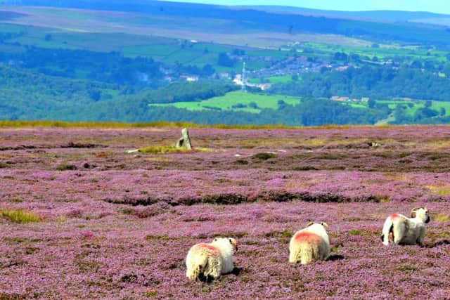 Sheep grazing on the North York Moors.