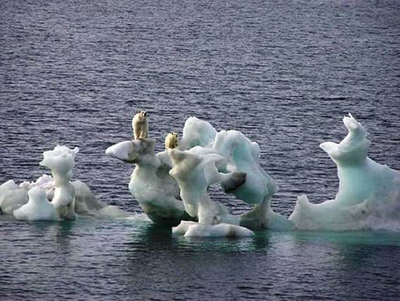 Polar bears on melting ice caps