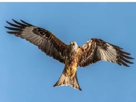 Police are warning of the illegal use of pesticides after a red kite died as a result of poisoning.