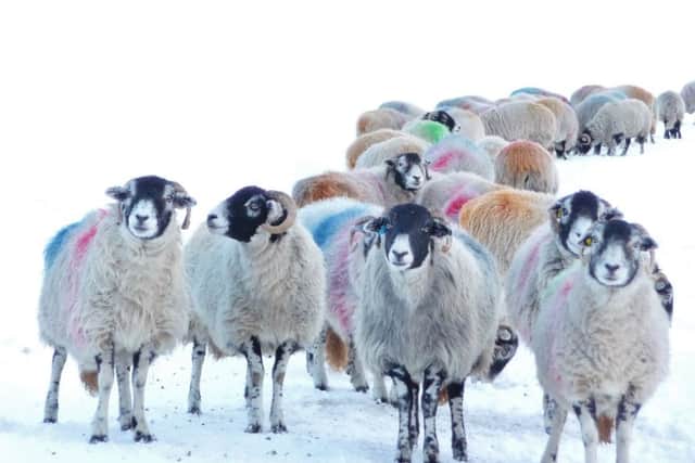 Sheep in winter at Hubberholme. Picture: Sebastian Oake.