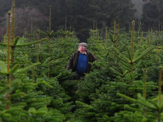Dickie Ryder with his Christmas trees on his farm at Dace Banks. Credit: Simon Hulme